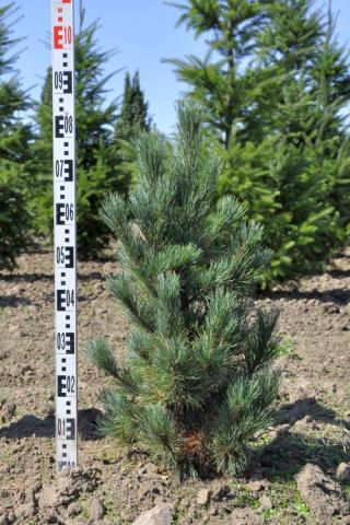 Pinus cembra 'Compacta Glauca'